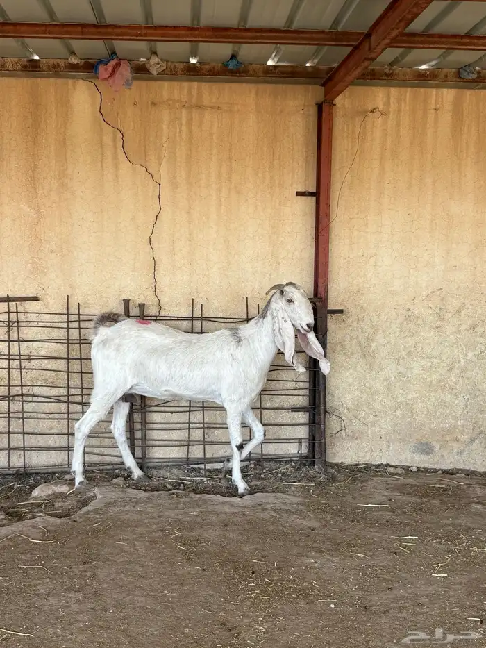 للبيع ماعز بيض دفيع 7