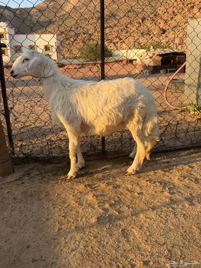 للبيع 3 خرفان كفو 1