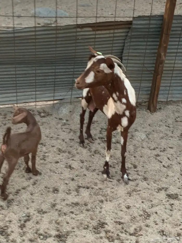 للبيع معزا جنوبية مواليد ودفيع 1