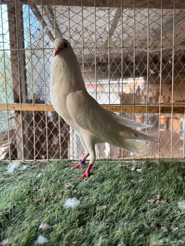 جوز نفاخ قلم بانتاجه 2