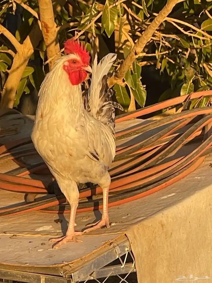 ديوك فيومي وبلدي 5