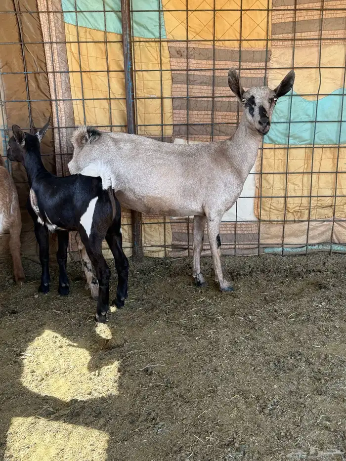 العدد 2 معزاء وحده رباع ووحده سدس ريم الحد من 1150 للوحده 0