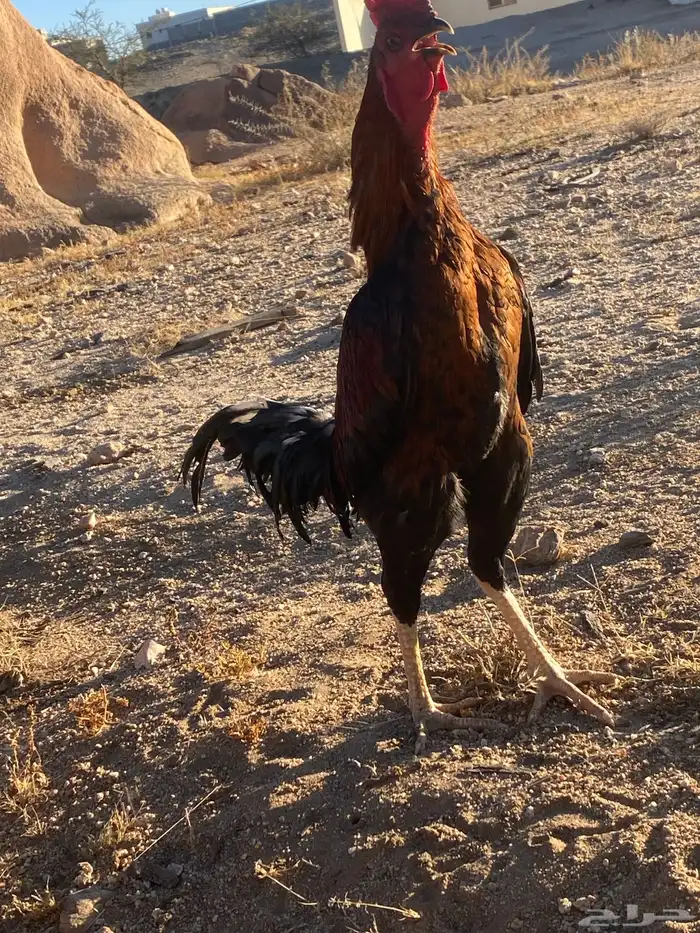 ديك باكستاني 2