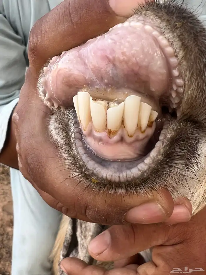 معزاء مواليد 3