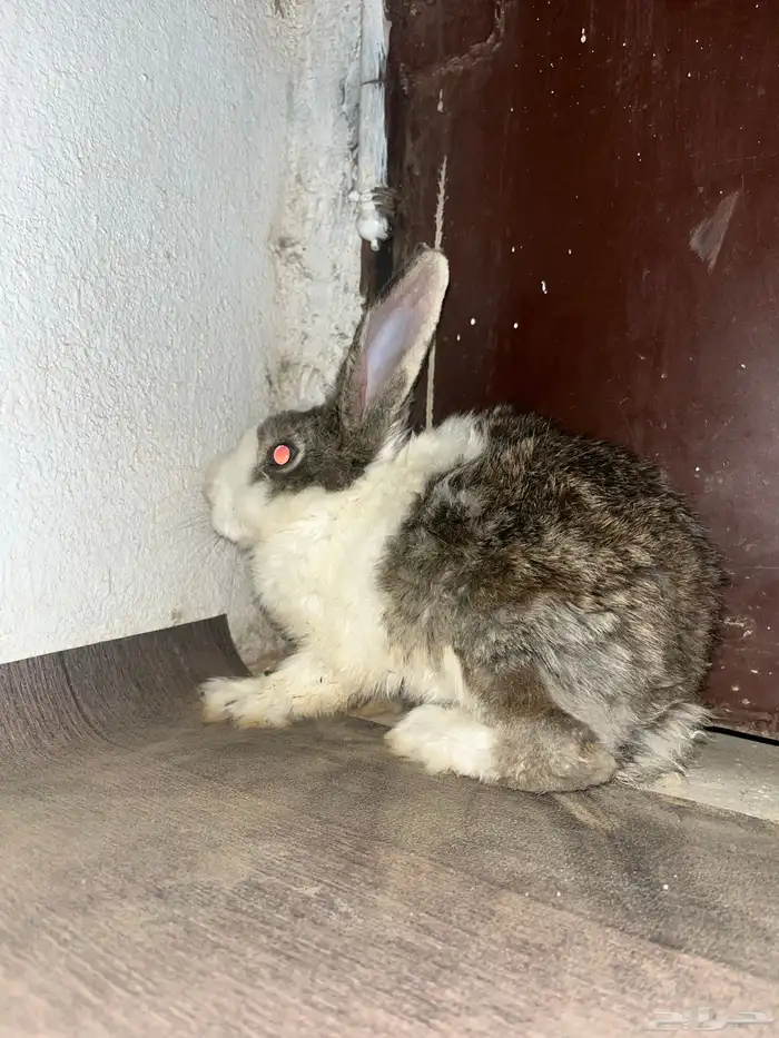 ارناب عفيف 3