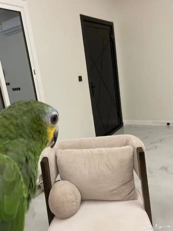 ببغا امزوني 3