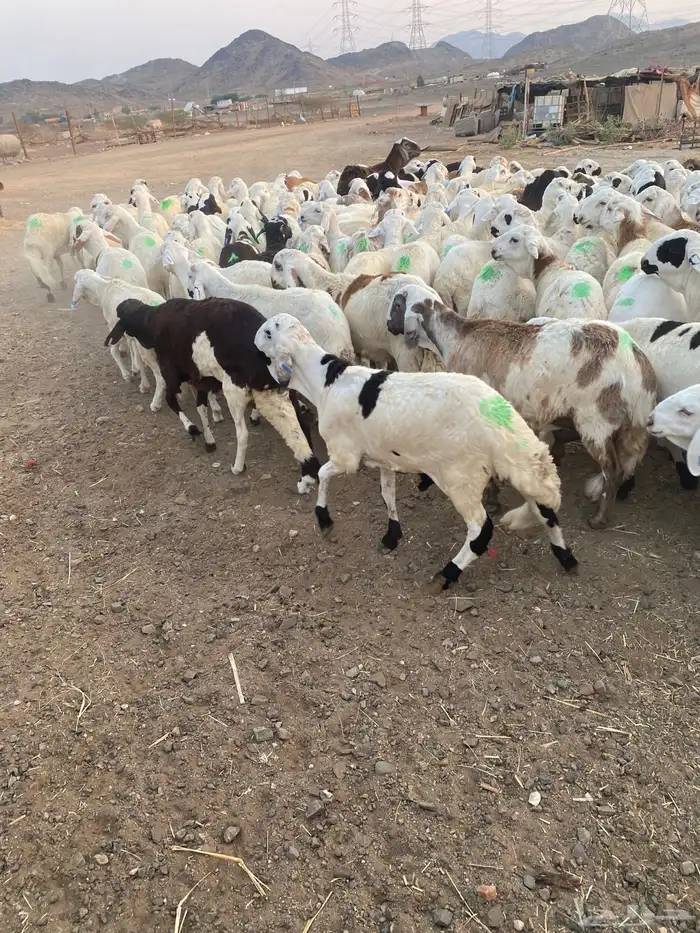 طليان سواكن بيض 6