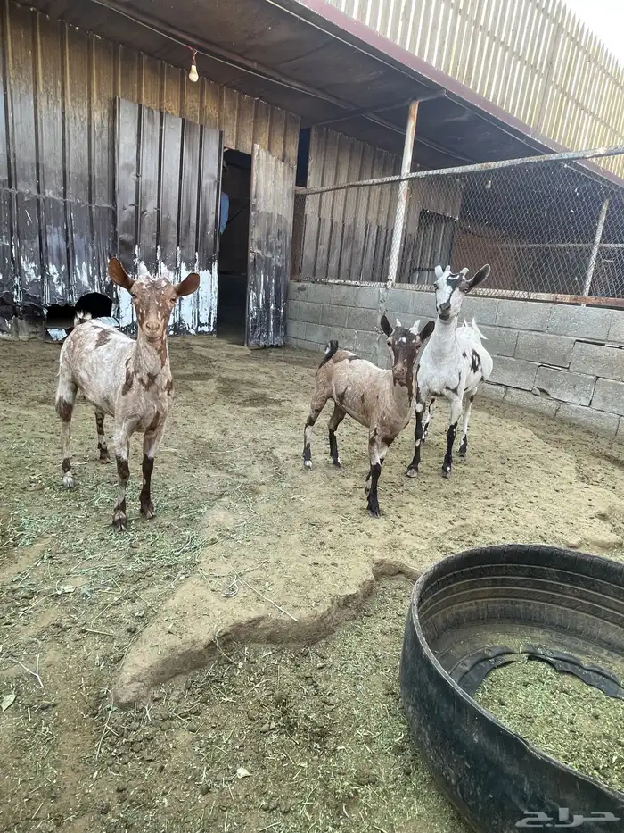 ماعز عماني جيشي 0