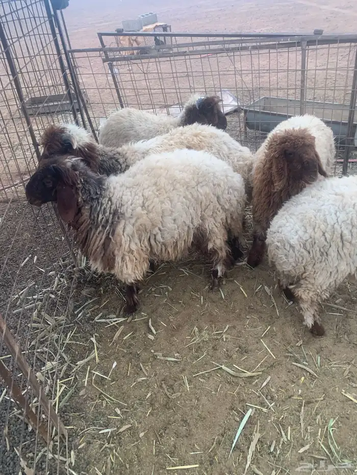 للبيع بهم نعيم3رخال 2خروف 0