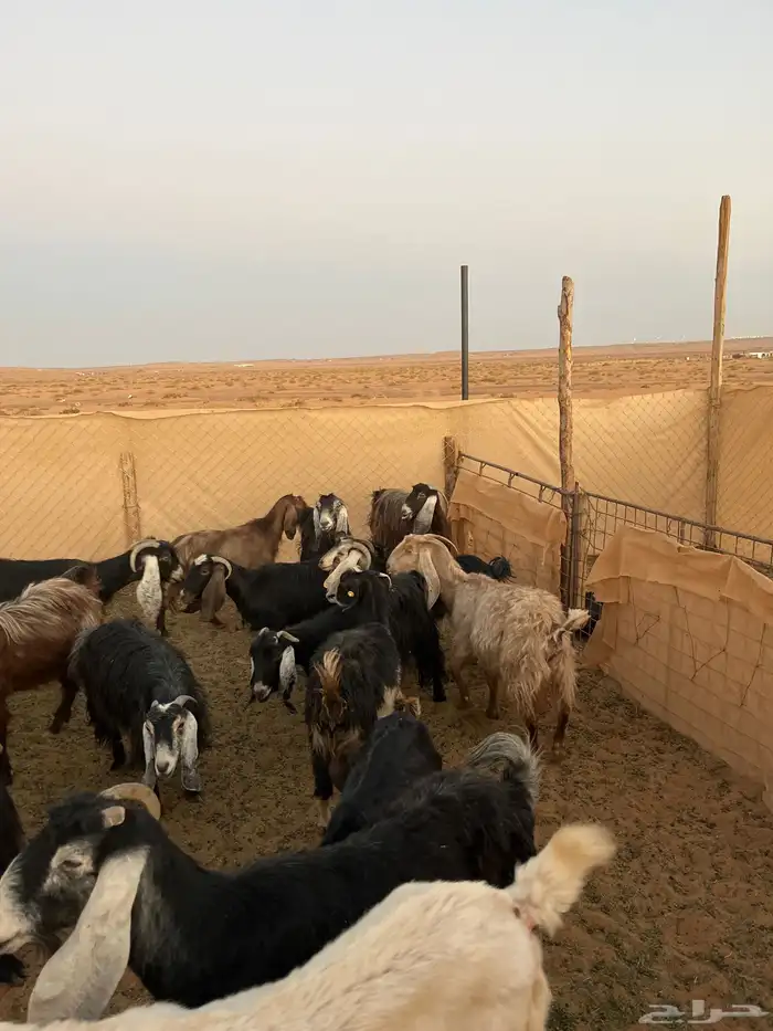 معزاء العدد 19 1