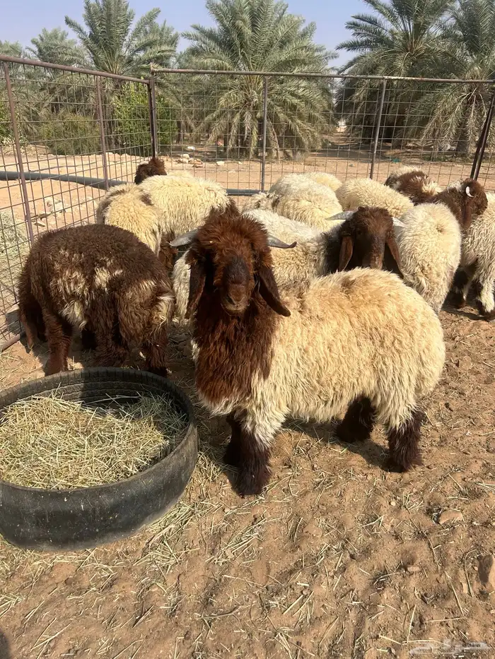 للبيع خرفان نعيم العدد10 خرفان 2