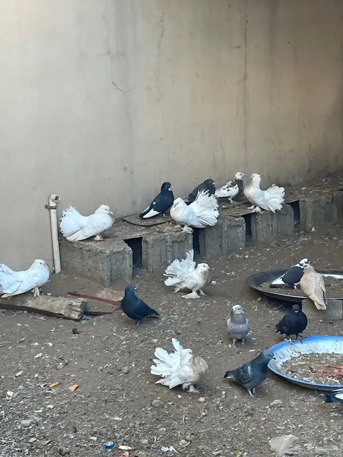 دجاج وحمام 2