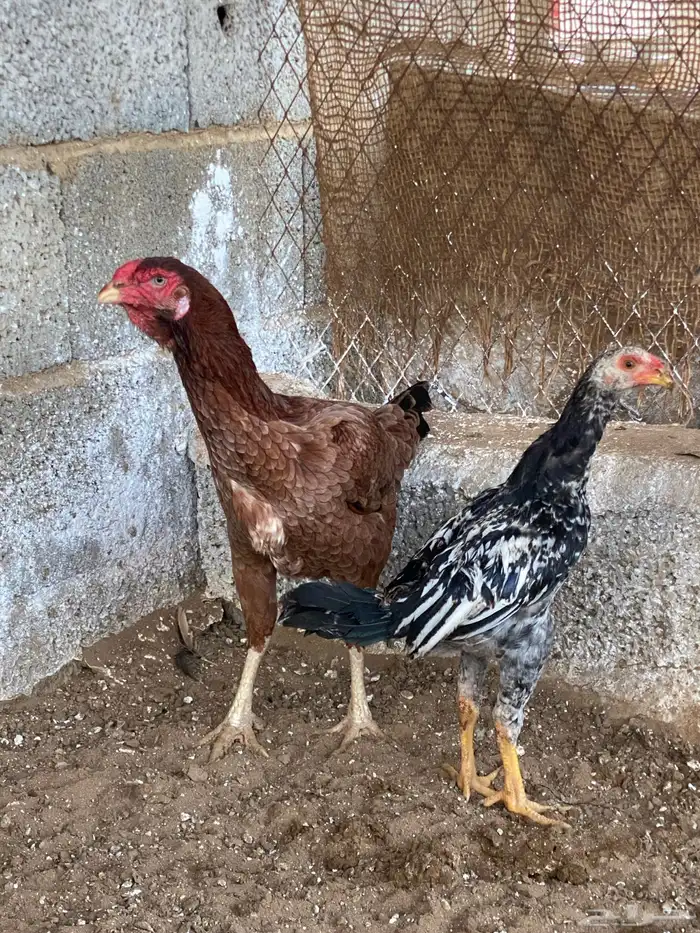 دجاج باكستاني 0