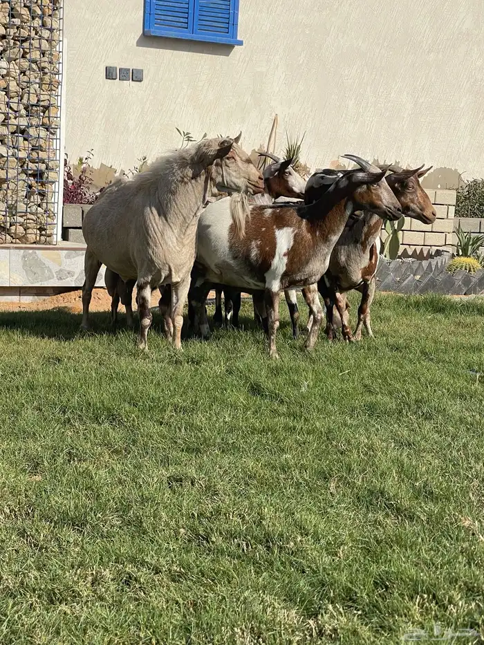 ماعز عماني جيشي 3