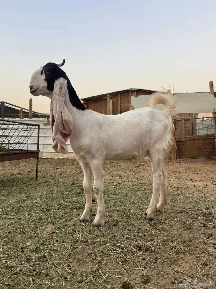 جفره مطوره 4