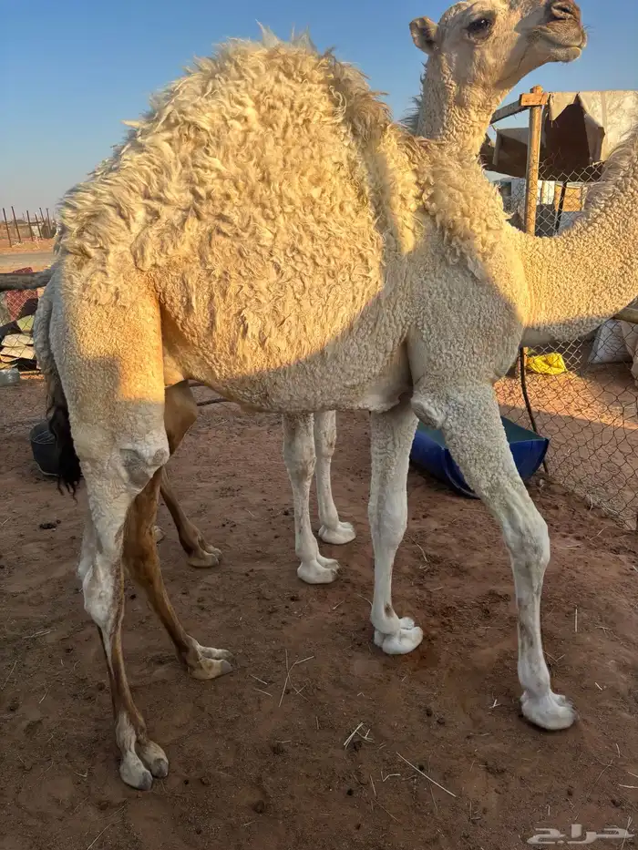 قعدان للبيع جملة اوتفريد 4