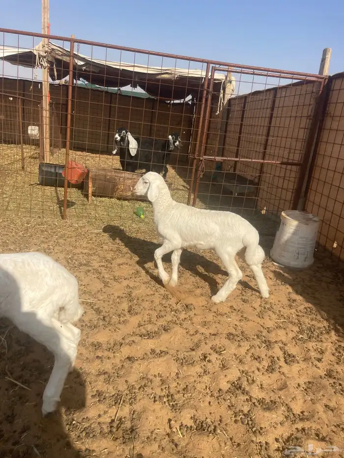 رخال حريات دواغير 1