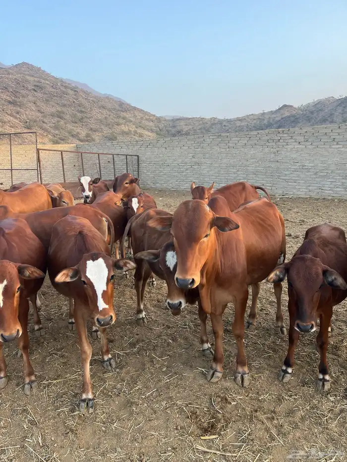 حسلان بلدي للبيع 2