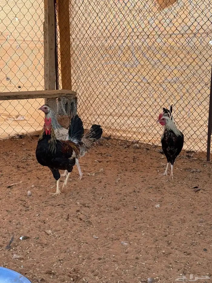 بشاير دجاج عربي وشوكي للبيع 3