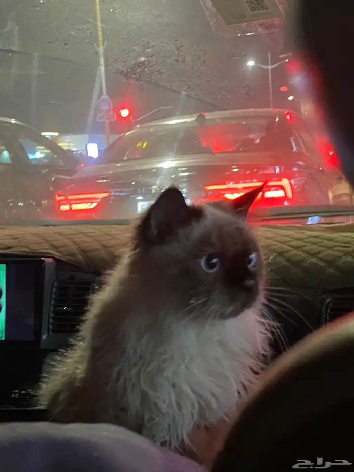 ذكر همالايا لتزاوج 0