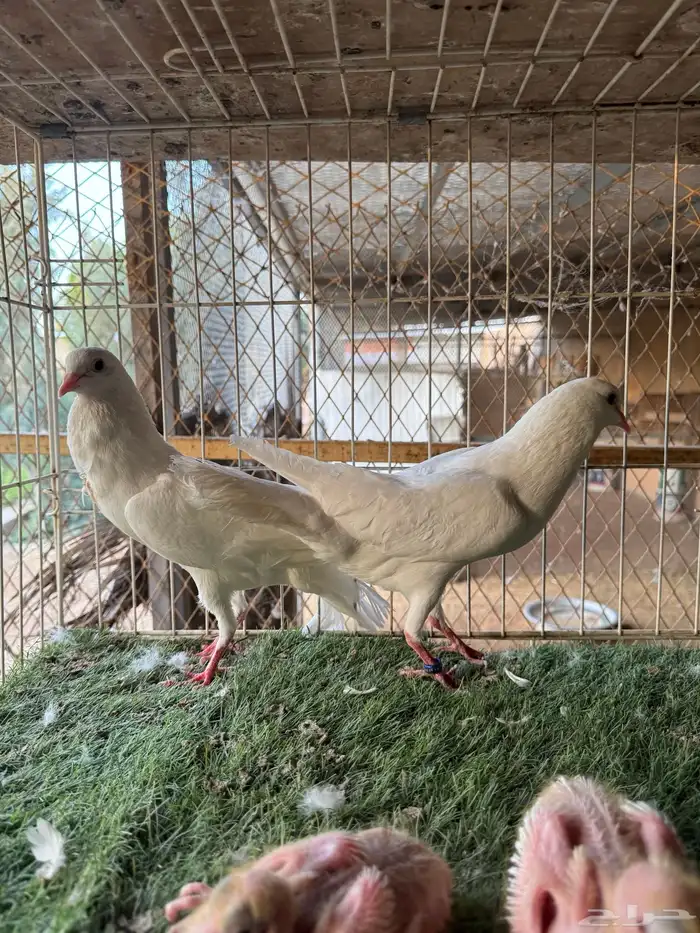 جوز نفاخ قلم بانتاجه 1