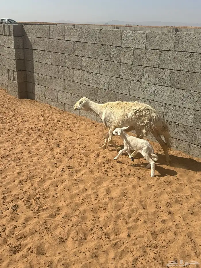 حريه متبع بخروف 0