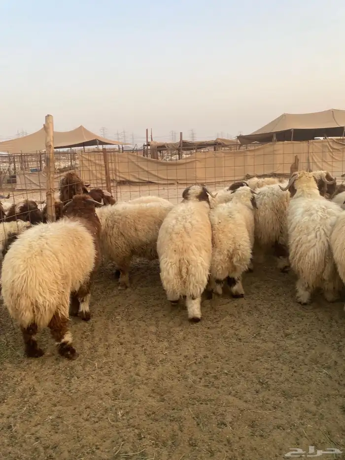 طليان نعيمي فواخر 16