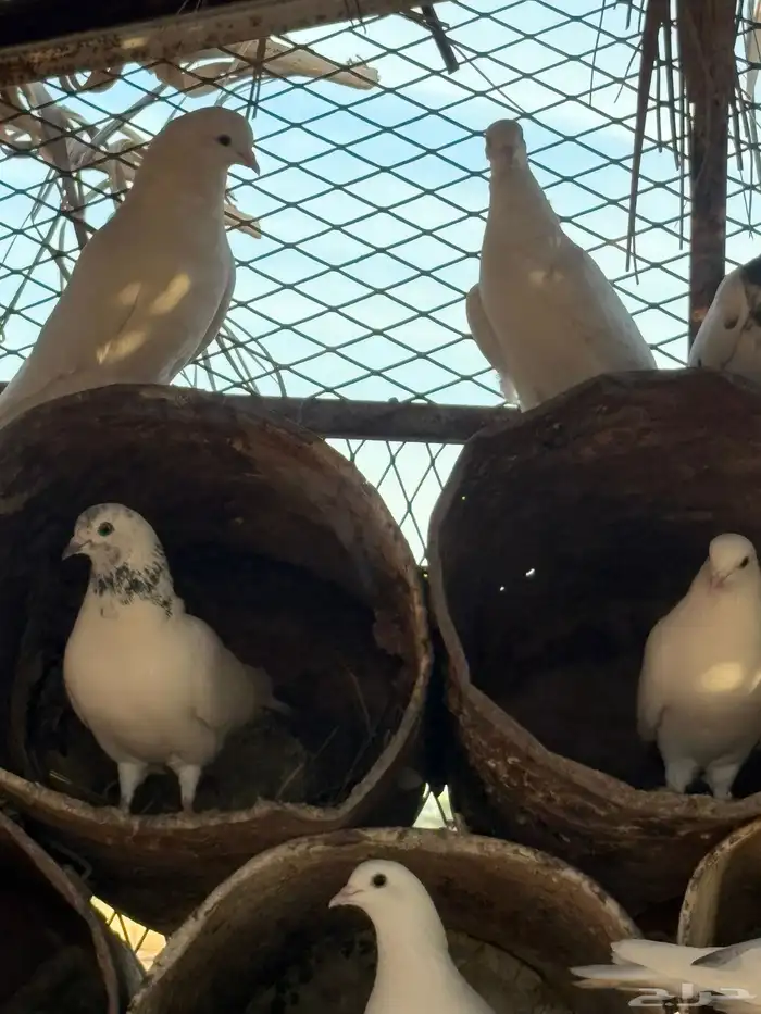 حمام بكستاني شتري عيون سود وشوي بيض 5