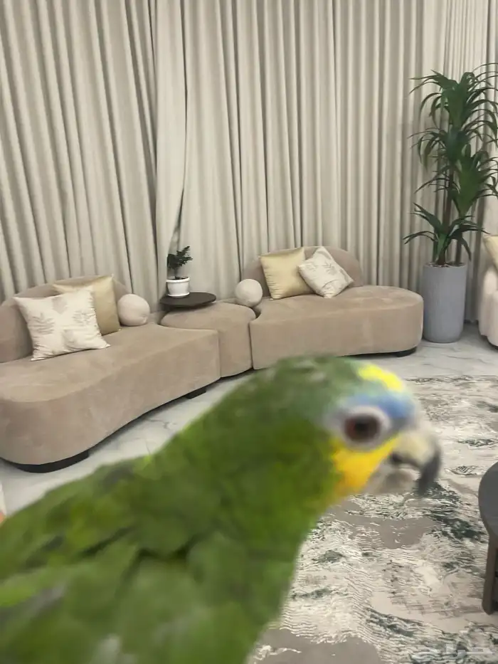 ببغا امزوني 2