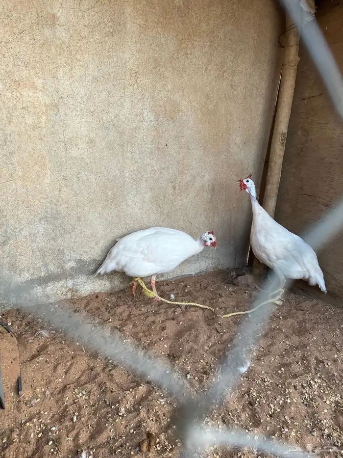 للبيع دجاج حبش لون ابيض  فاخر 1