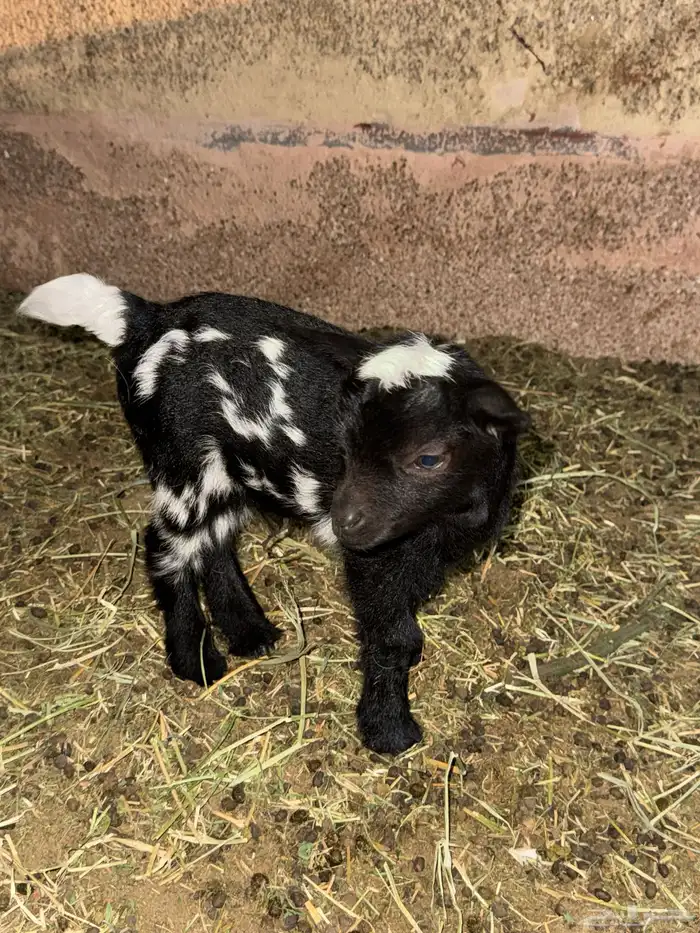 ذكر ماعز قرم 1