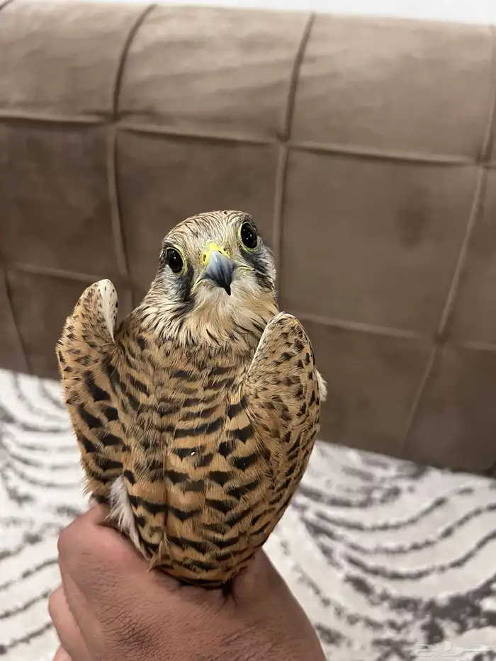 للبيع باشق 4