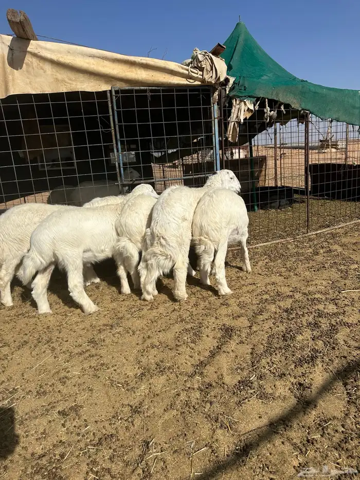 هرافي طيبه أعمارها من أربع شهور أربع شهور ونص وخول 2