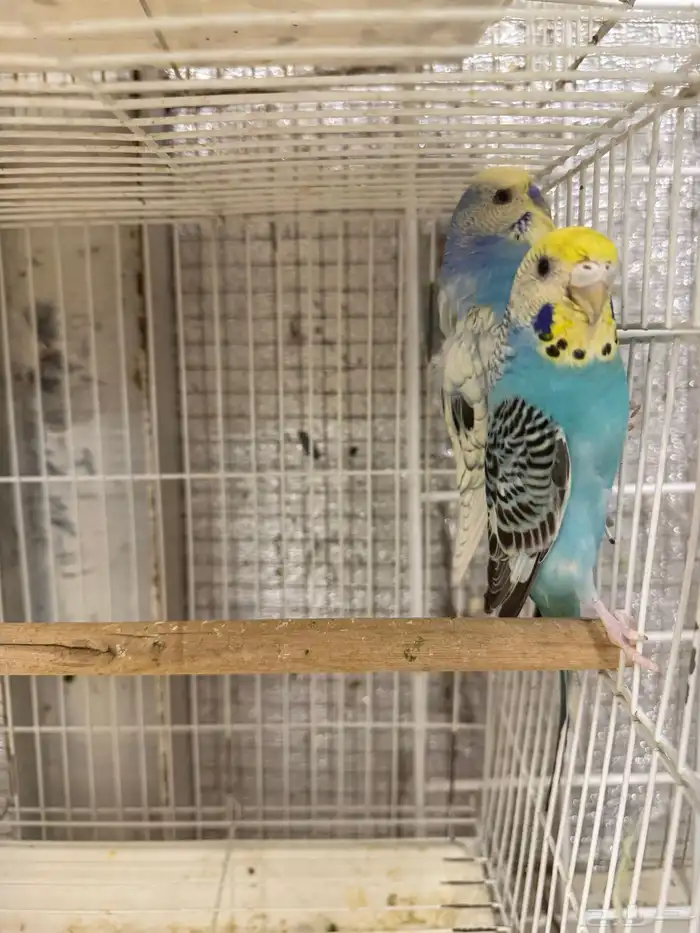 جوز بادجي هولندي مع انتاجه 1