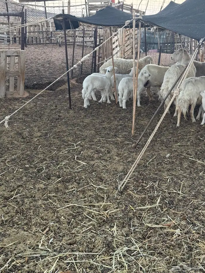 بهم تربيه أغلبها طليان الموقع عفيف 2