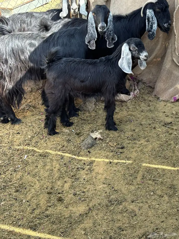 معزا عوارض فاخره 2