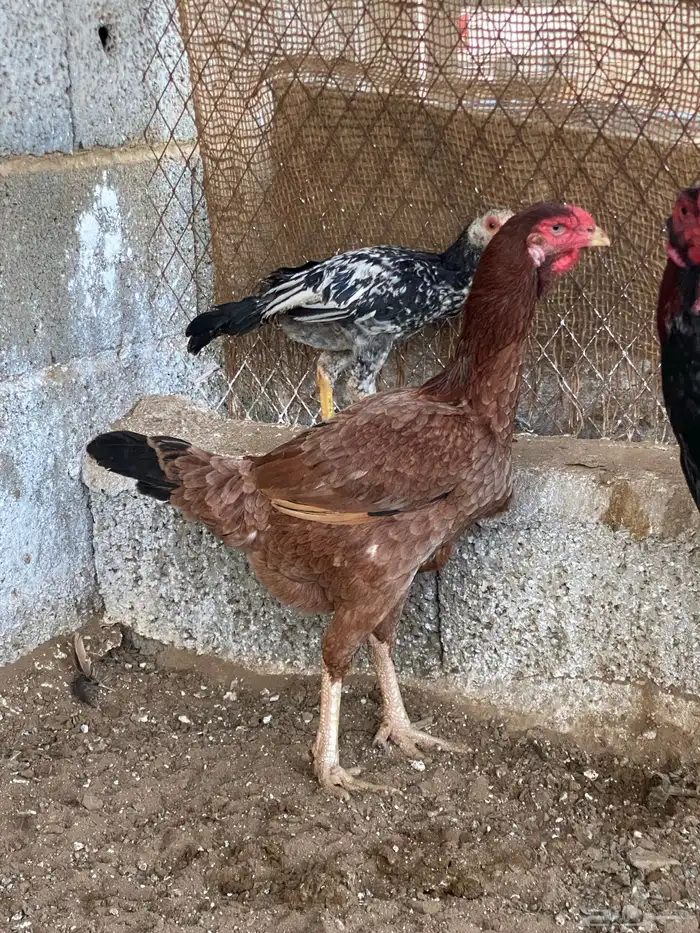 دجاج باكستاني 3