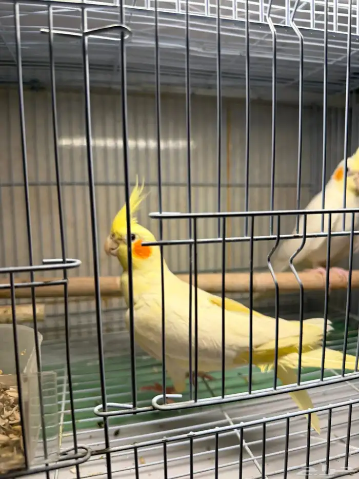 عرض لكم جوز كروان لاتينو اليف متكلم 3