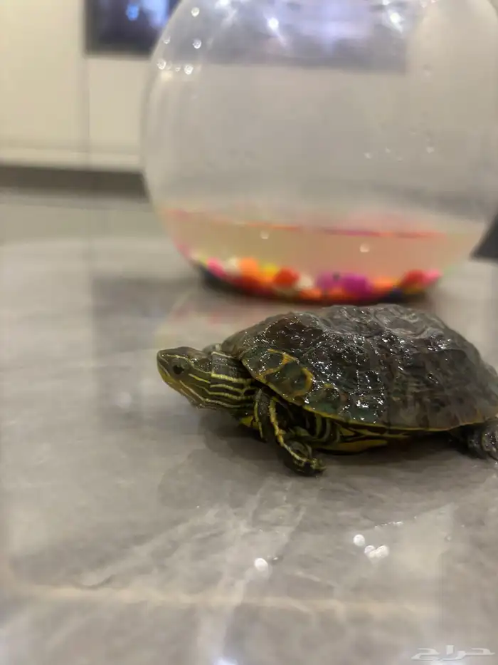 سلحفاه للبيع 1