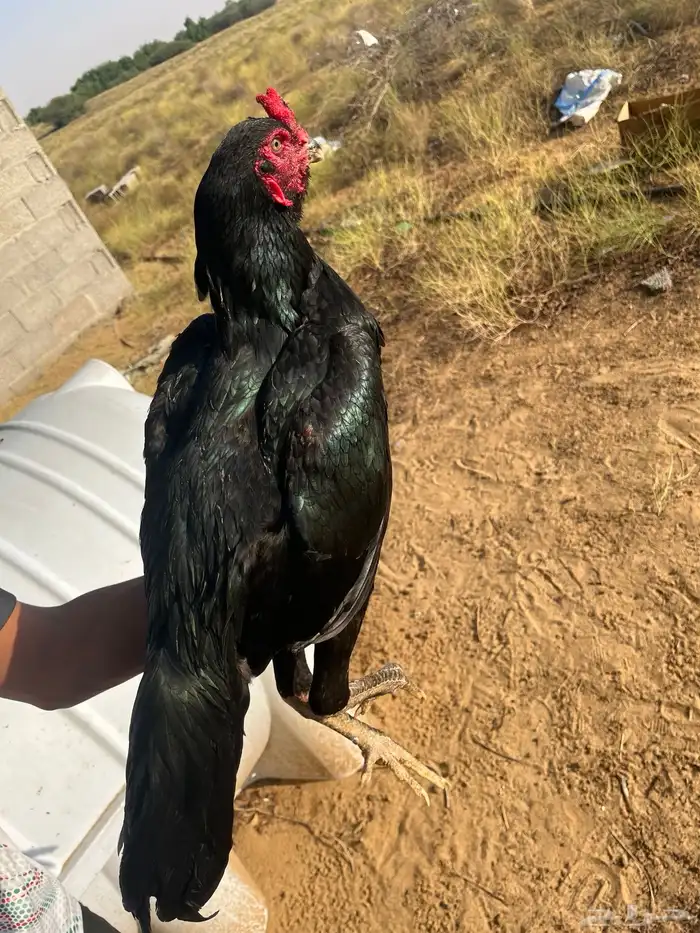 ديك سندي ماديا 0