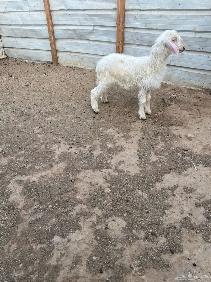 داغوره مهجنه 2