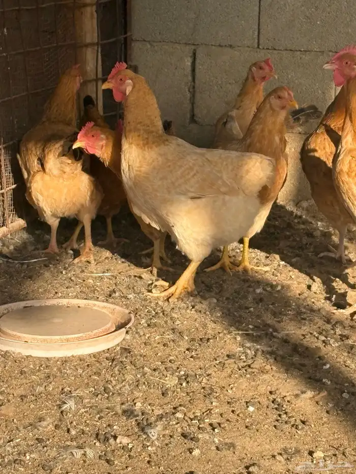 دجاج فرنسي بياض جروم 10