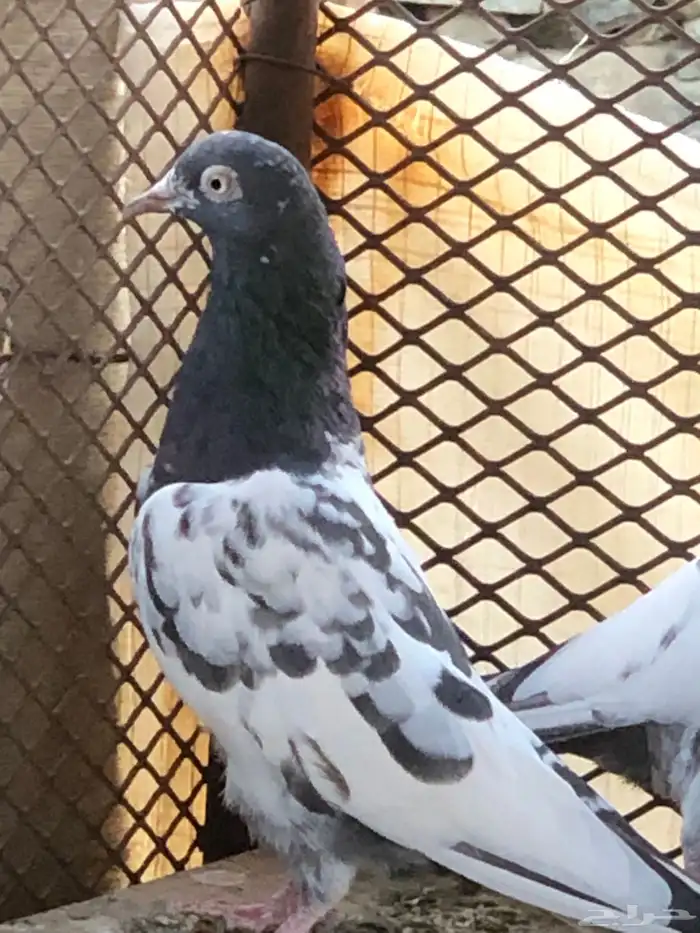 حمام تيدي بيور 0