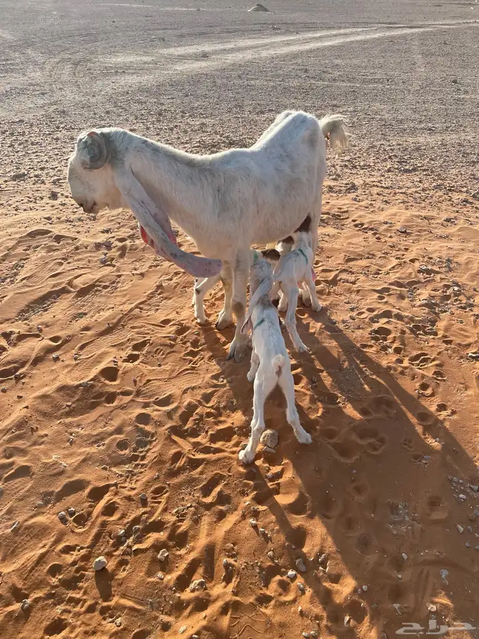 معزا متابيع 38