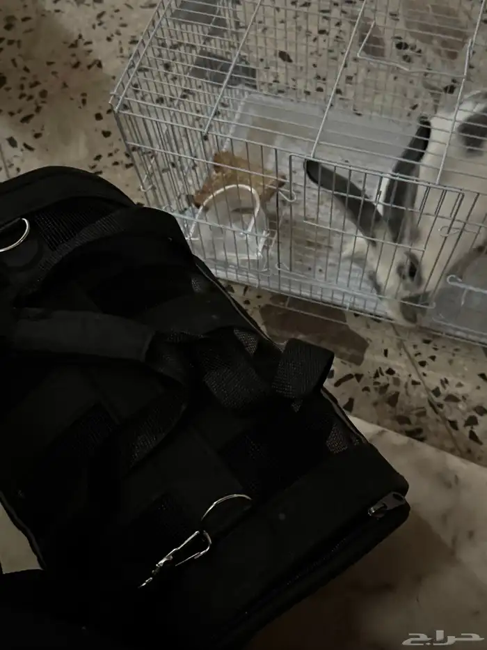 ارنب هولندي اليف 2