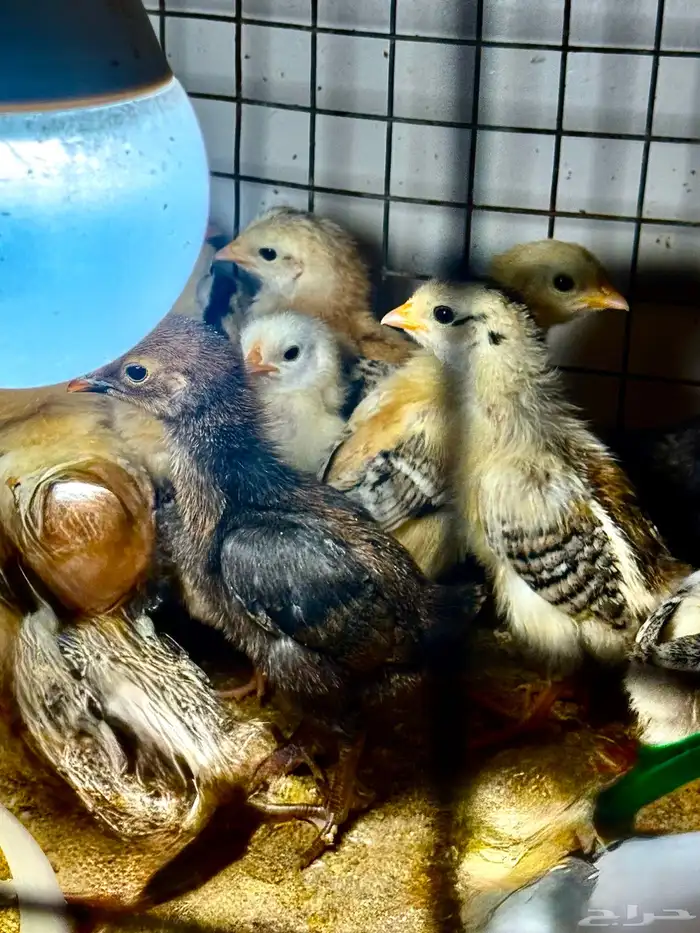 صوص دجاج بلدي فآخر تم البيع تم البيع 1