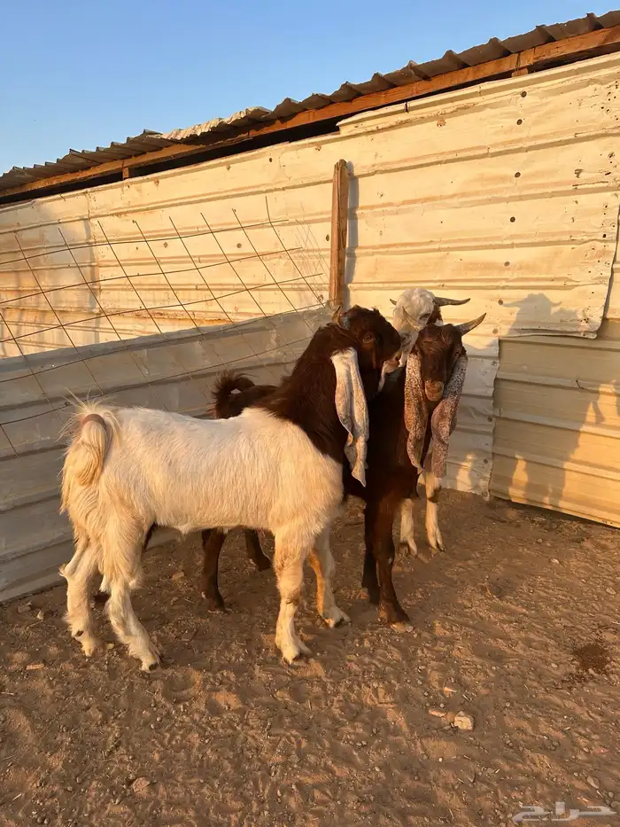 تيوس طيبه وفاخره 0