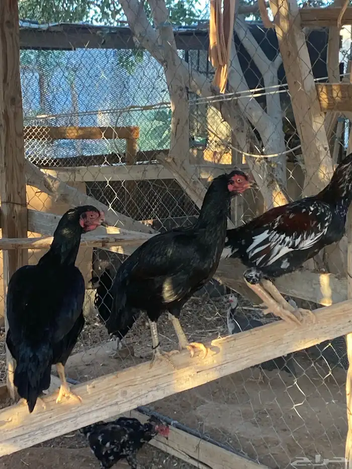 دجاج باكستاني للبيع الخرج 2