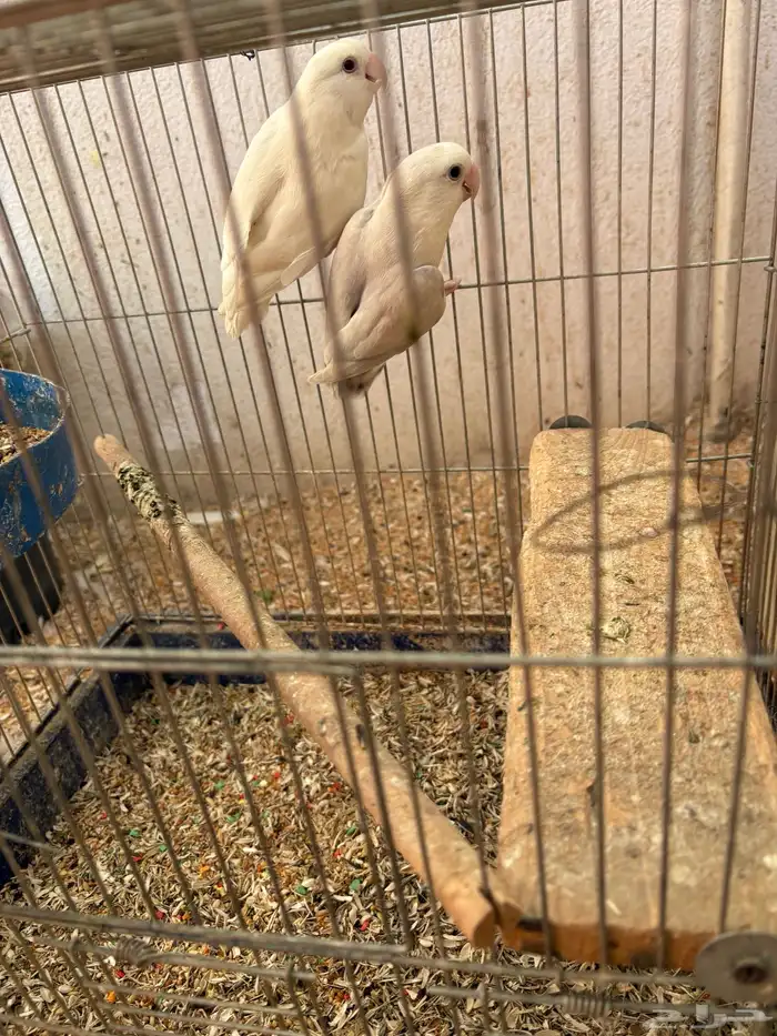 زوج روز منتج للبيع 2