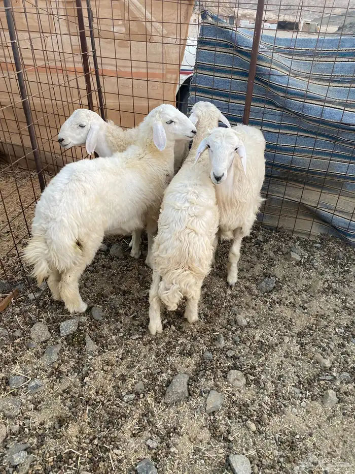 طليان حريات 0